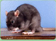rat control Tunbridge Wells