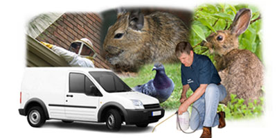 Tunbridge Wells local van